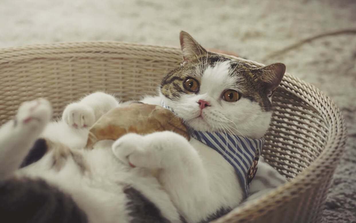 什么？！我不要洗澡！