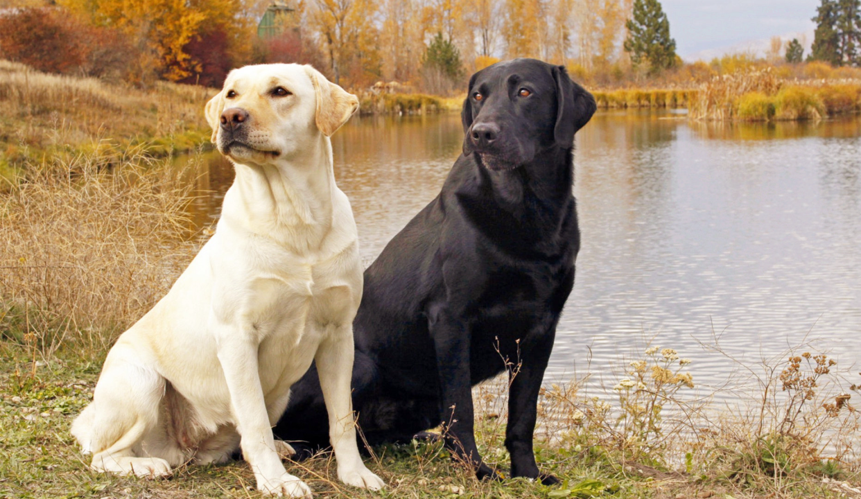 地球上奇怪的动物第五集
