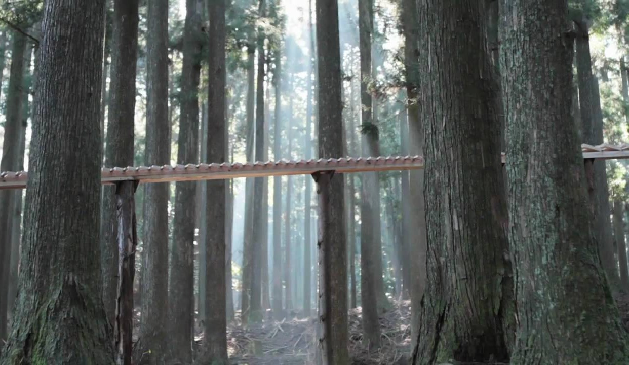 森の木琴，每一个音符都是整片森林的呼吸