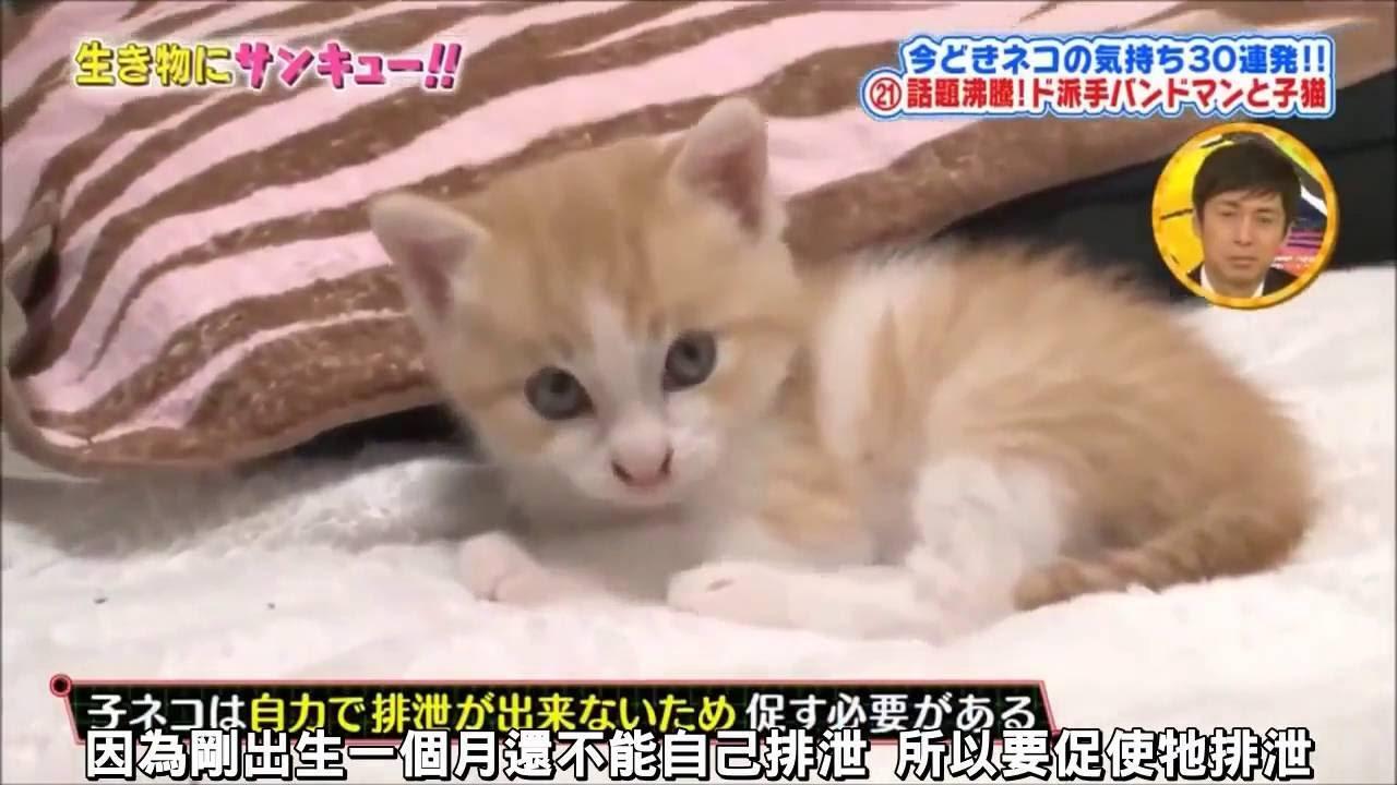 一只猫与视觉系鼓手的相遇