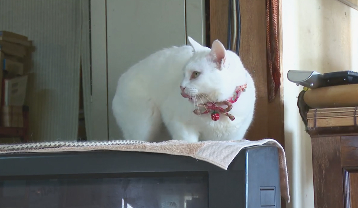 萌宠惹人爱，50 只喵星人陪你唱圣诞歌