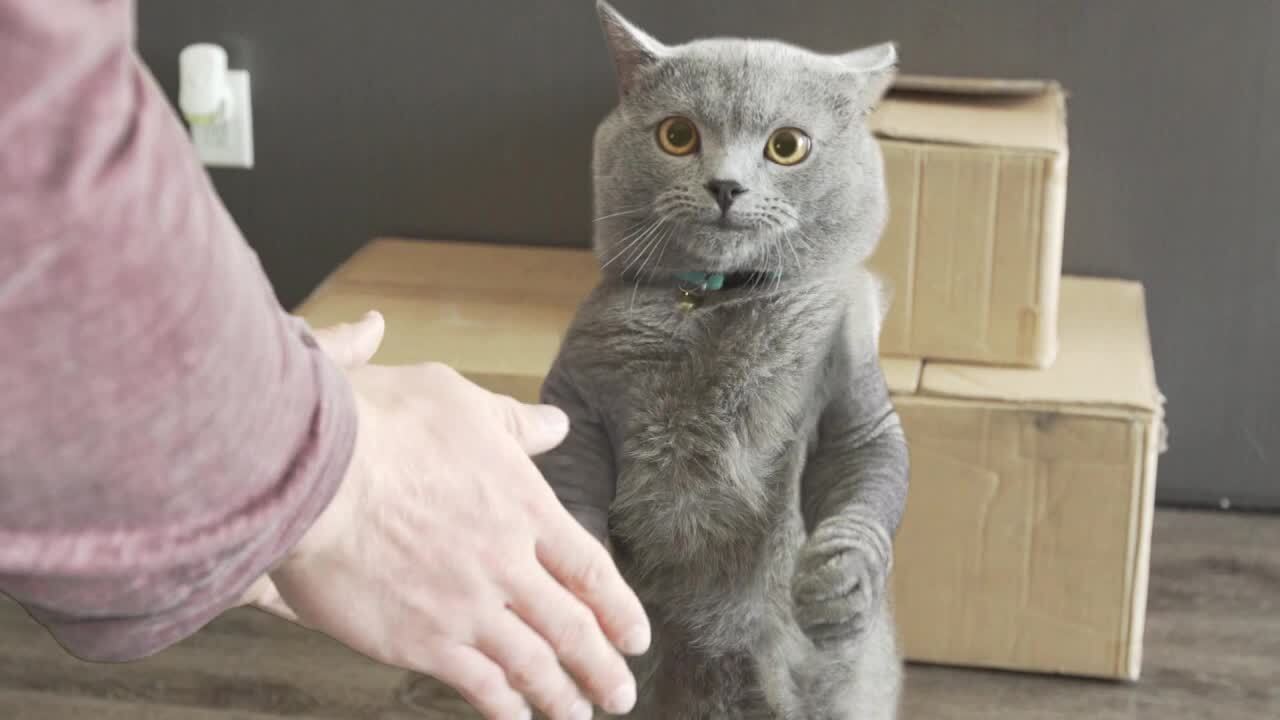 主动握手，这是汤姆的梦中情猫吧