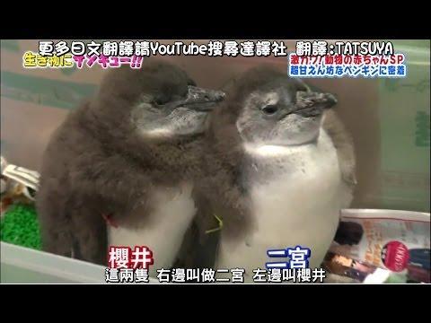 企鹅宝宝游泳见证